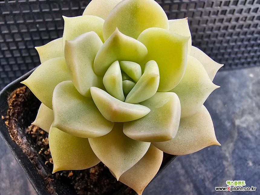 白牡丹金3116 3116 多肉植物 錦 - Xplant