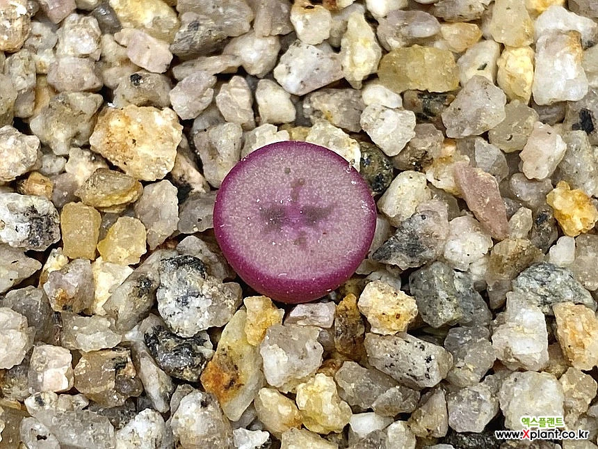 クリソクルクスム Conophytum chrisocruxum CR1360 コノフィツム 多肉植物