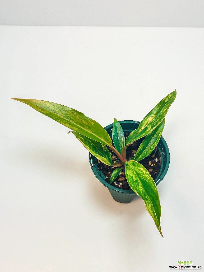 Philodendron Caramel Marble Philodendron caramel Marble