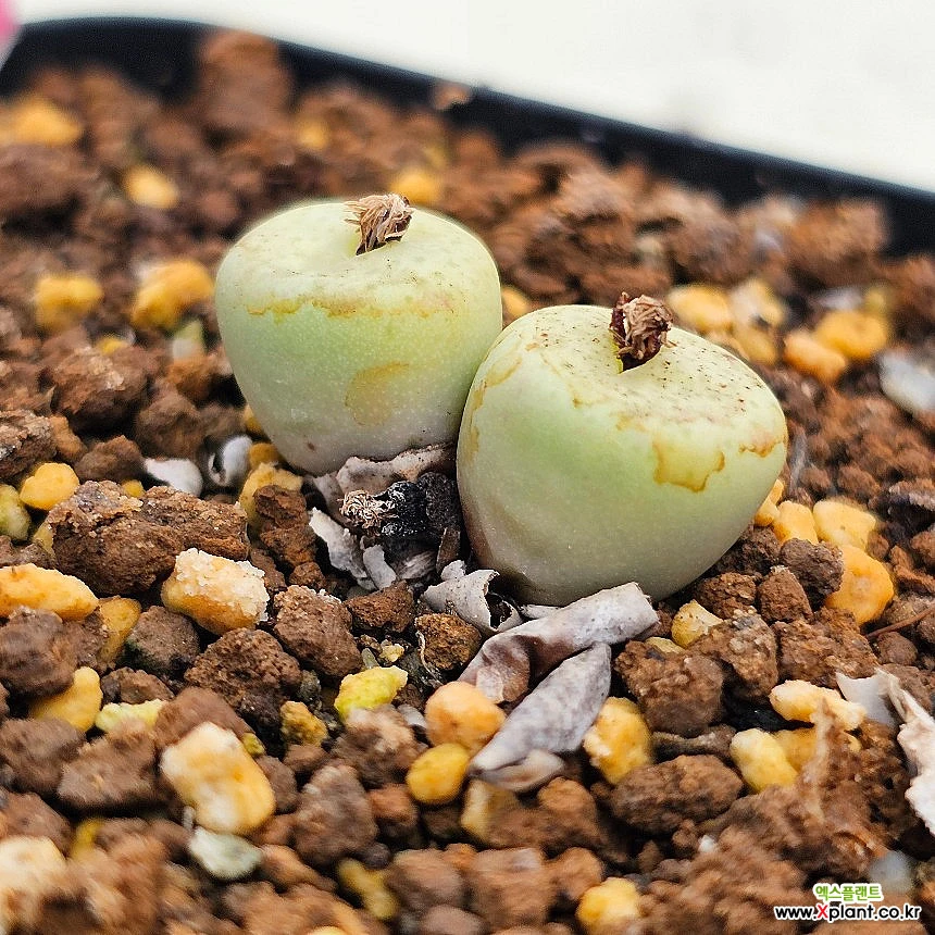 コノフィツム　stevens jonesianum Conophytum Stevens Jonesianum – La Succuland