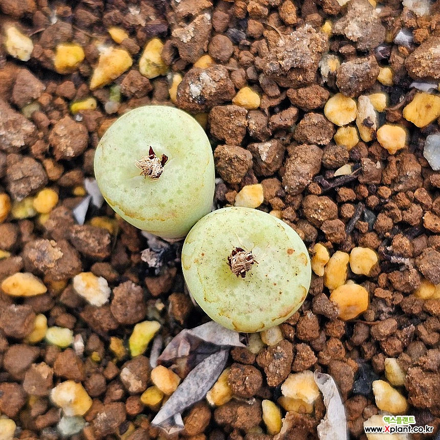 コノフィツム　stevens jonesianum Conophytum stevens-jonesianum, Ykosies Myn - HaworthiaLand