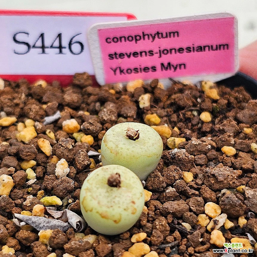 Conophytum stevens-jonesianum Conophytum - Xplant