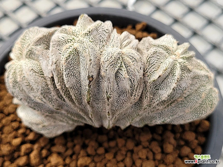 Astrophytum myriostigma cv. ONZUKA 0428 Cactus - Xplant