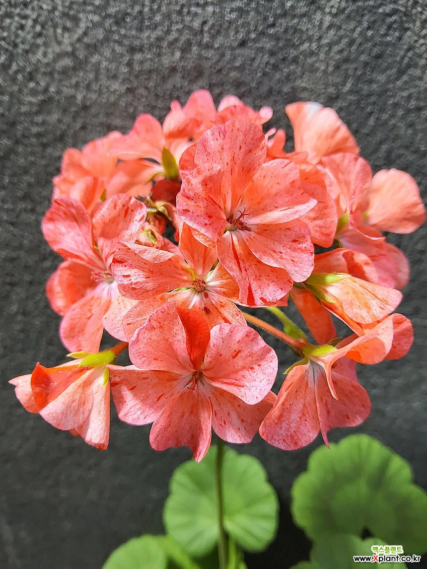 살몬스플래쉬104 : 공기정화식물 - 엑스플랜트