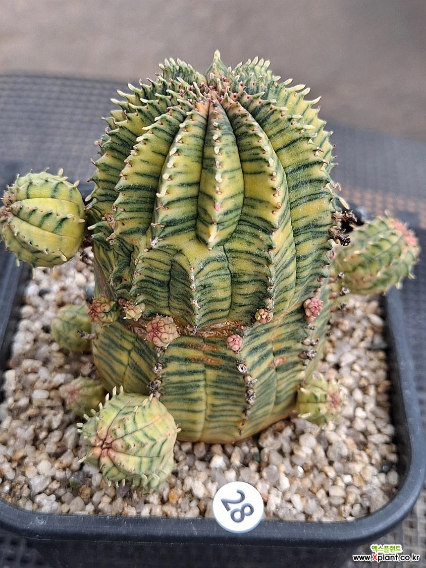 布纹球金自然群生仙人掌- Xplant