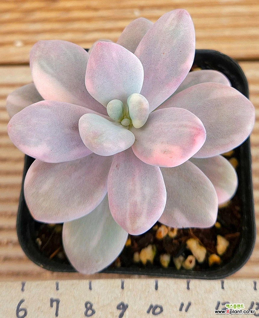 お纏め ご確認用 アメチスチヌム錦 【公式通販】