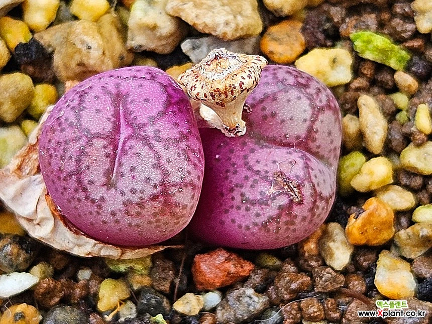 Conophytum Spp우스터백화(성체분리)시마다상 コノフィツム - Xplant