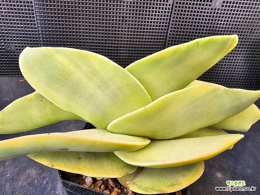 Crassula falcata金7277 7277 多肉植物 錦 - Xplant