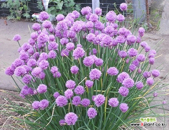 [모야모 허브] 차이브(꽃파, Chive) 핑크색 씨앗 20립 : 꽃/야생화 씨앗 - 엑스플랜트