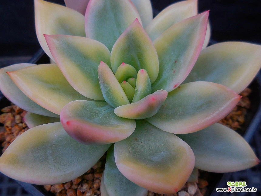 Echeveria Champaign outlet Variegated - Korean Import