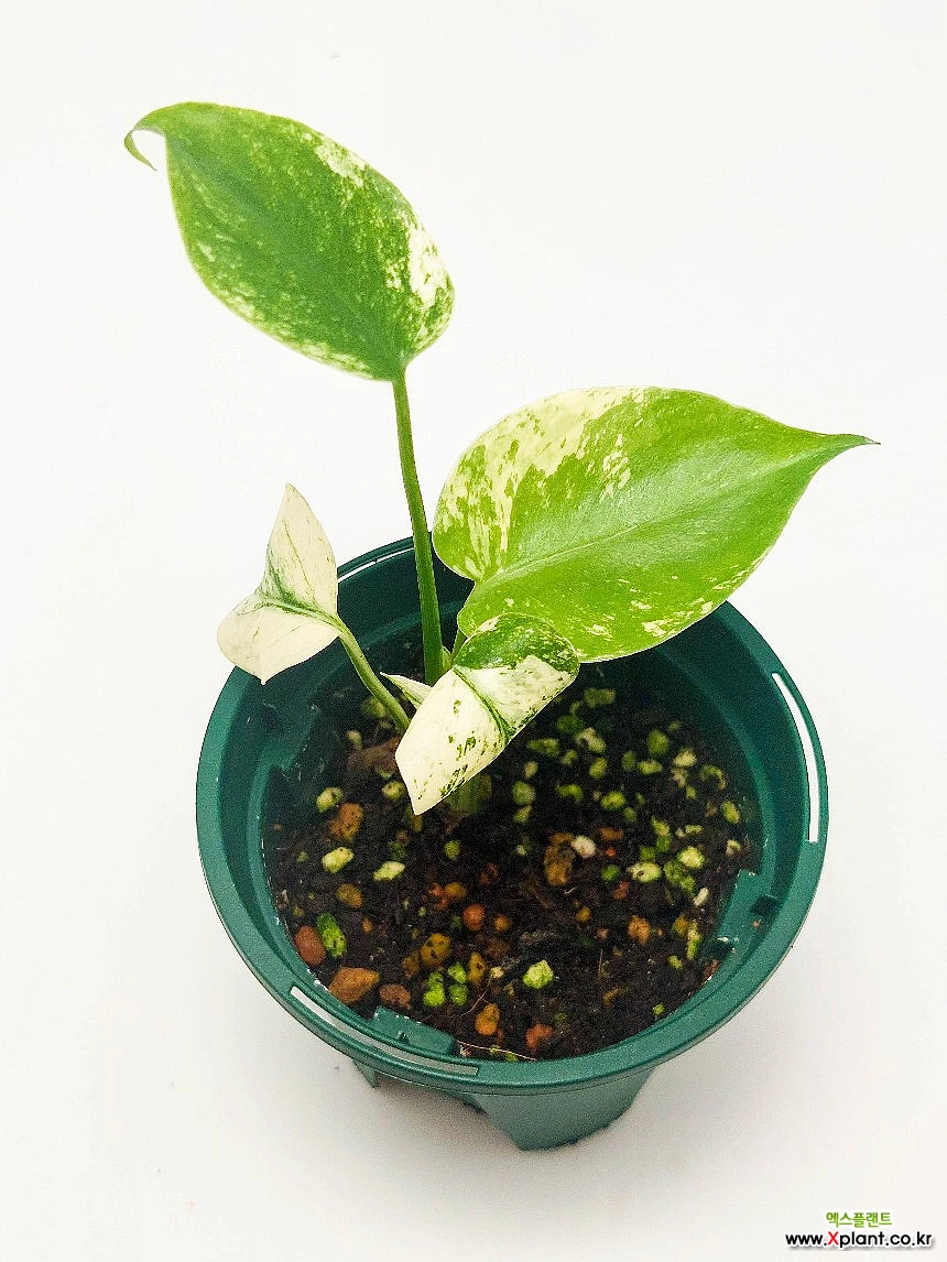 Monstera deliciosa Monstera Deliciosa Mint Variegata 観葉植物 - Xplant