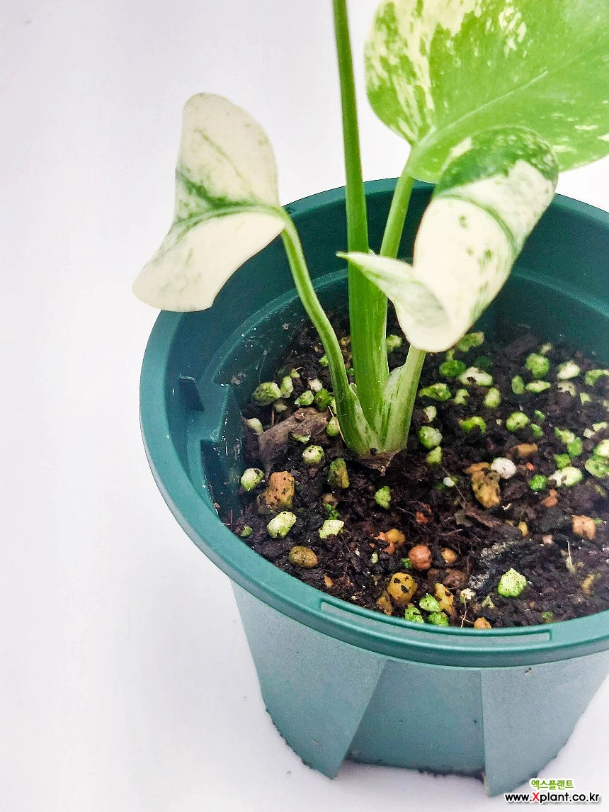 葉 Monstera Monstera deliciosa Monstera Deliciosa Mint Variegata 観葉植物 - Xplant