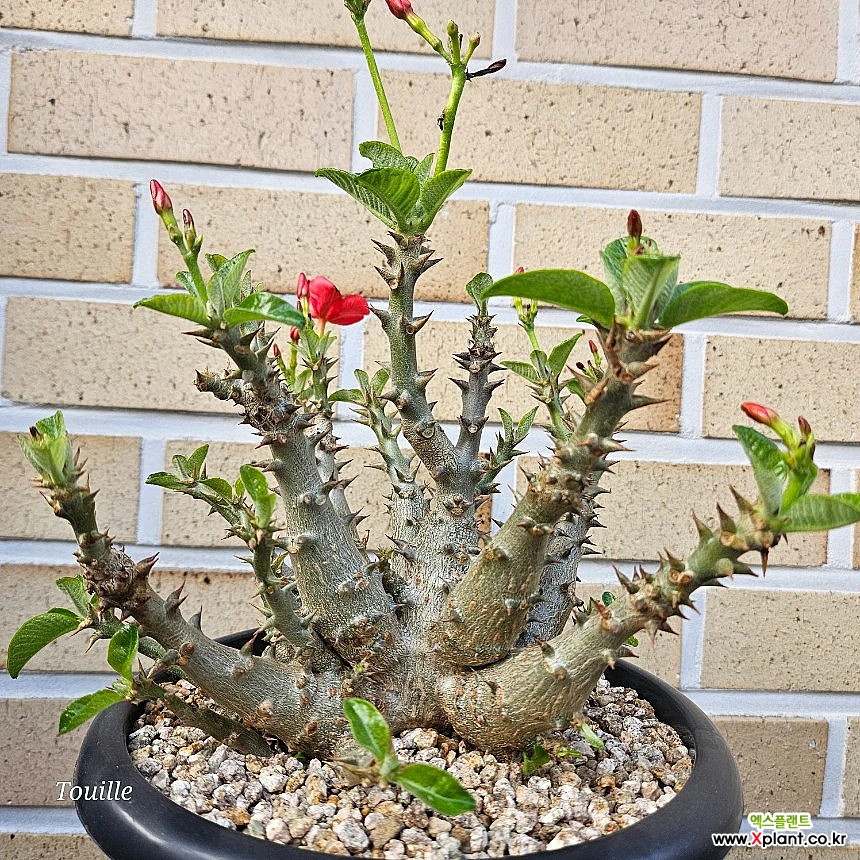 種子】パキポディウム・ウィンゾリー 自家採種 5s Pachypodium