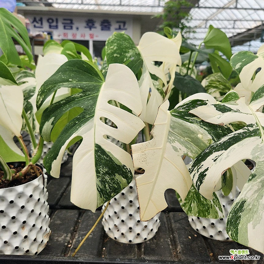 알보 몬스테라 알보 공기정화식물 무늬식물 : 공기정화식물 - 엑스플랜트