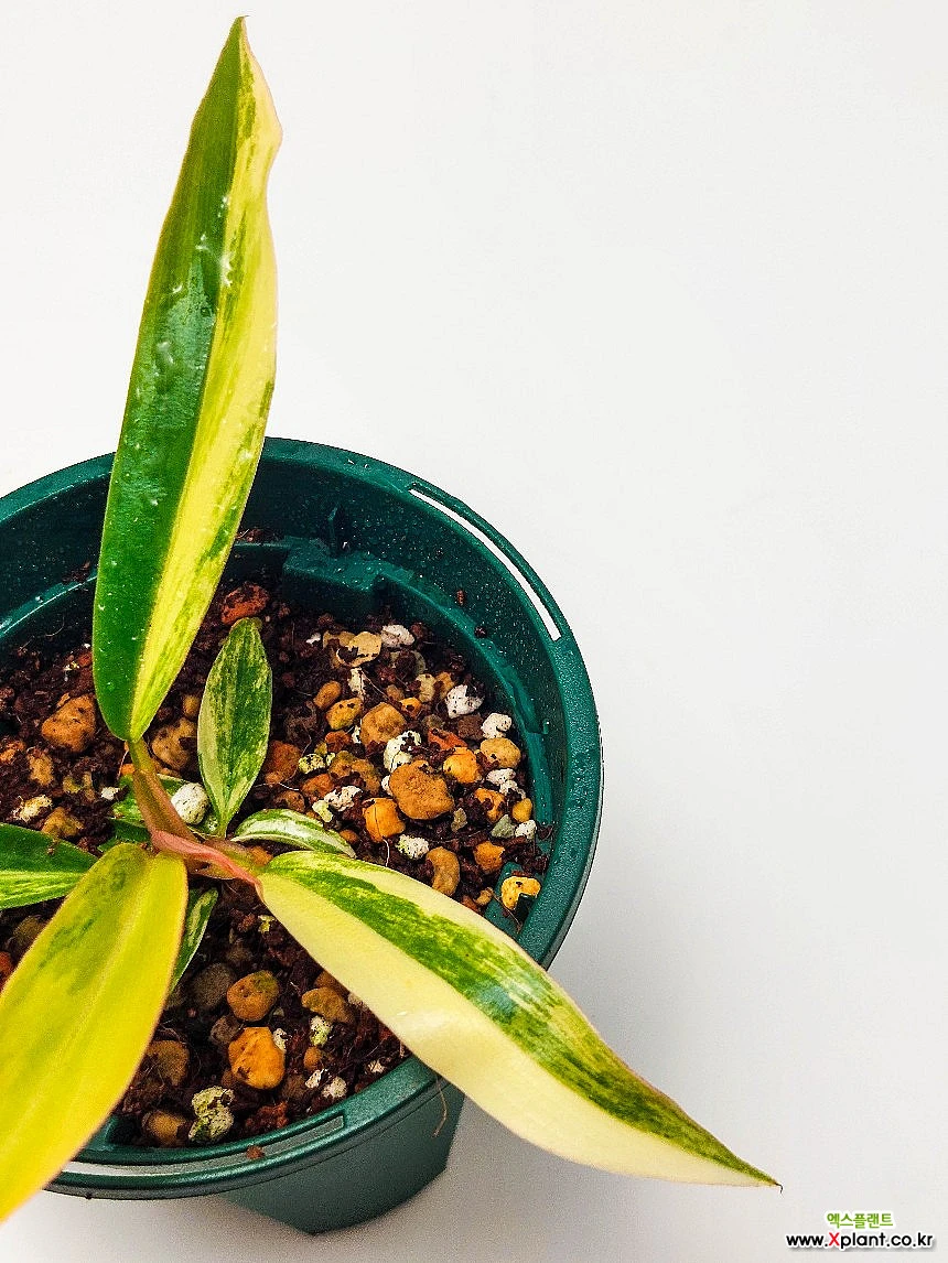 Philodendron Caramel Marble S Philodendron caramel Marble