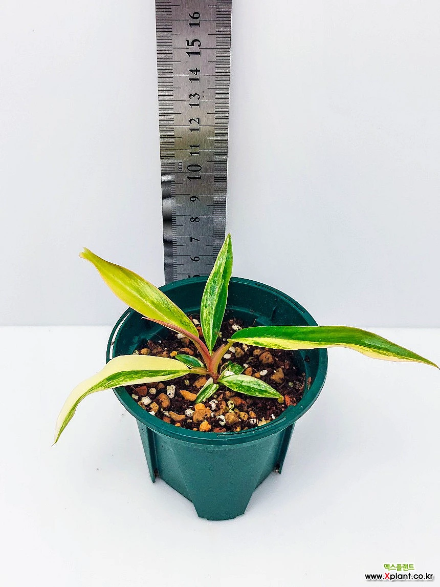 Philodendron Caramel Marble S Philodendron caramel Marble