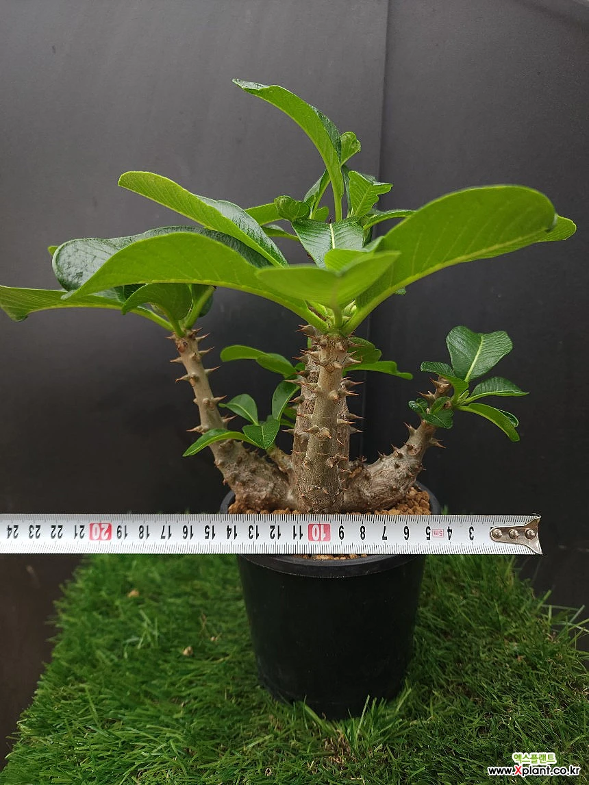 2020年播種 パキポディウムグラキリス実生21 2020年播種