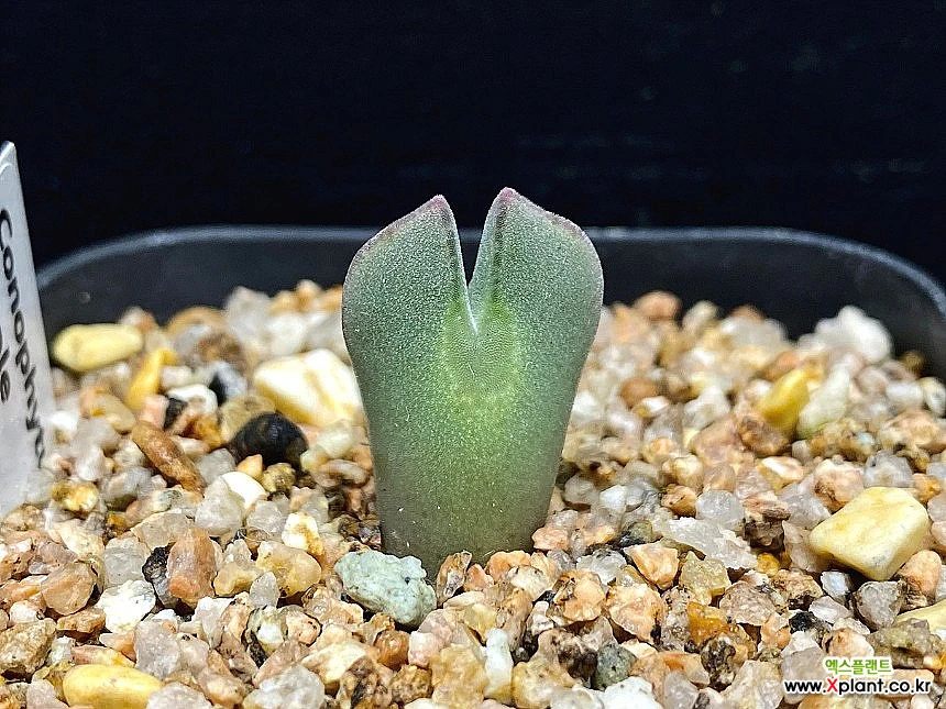 コノフィツム レガレ Conophytum regale 実生苗(サボテン)｜売買されたオークション情報、yahooの商品情報をアーカイブ公開 -  オークファン - 観葉植物（denalimed.com）