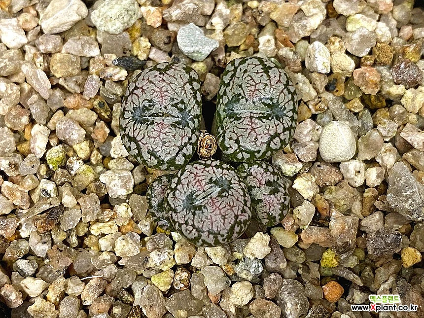 Conophytumcomptoniihyb.-5头(Conophytum SppCrassula namaquensis ssp.  comptonii交配宗8.18) 韓国 多肉植物 Conophytum comptonii hyb.-5 コノフィツム - Xplant