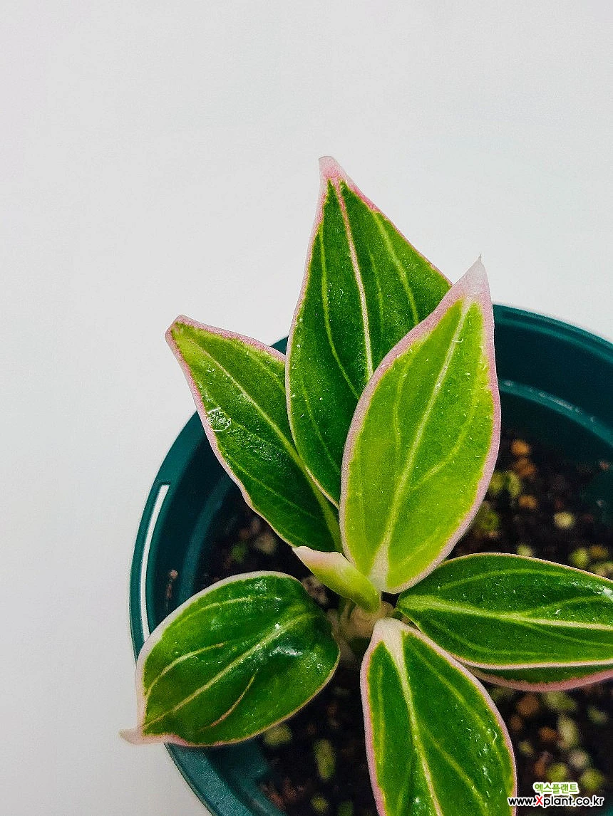 dracaena sunray Dracaena 'Sun Ray'