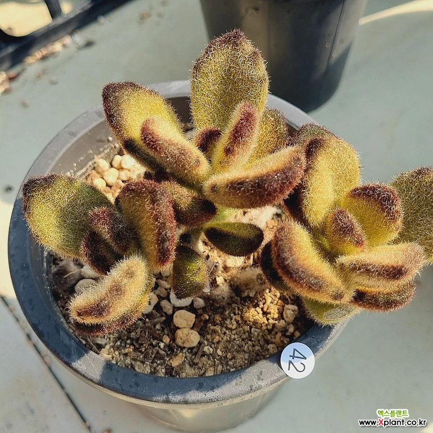 Kalanchoe tomentosa Teddy Bear Succulents - Xplant
