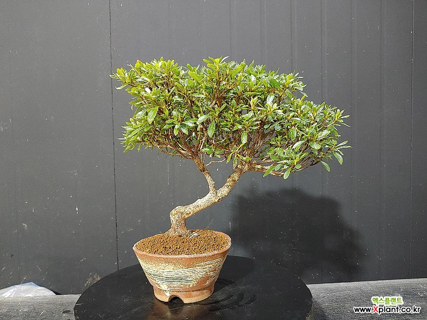 Rhododendron schlippenbachii Maxim. Bonsai - Xplant