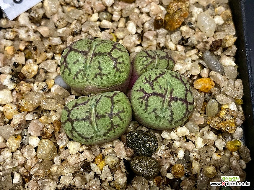 Conophytumficiformehyb.-4头(Conophytum Spp피시포르미交配宗9.2) Conophytum ficiforme  hyb.-4 コノフィツム - Xplant