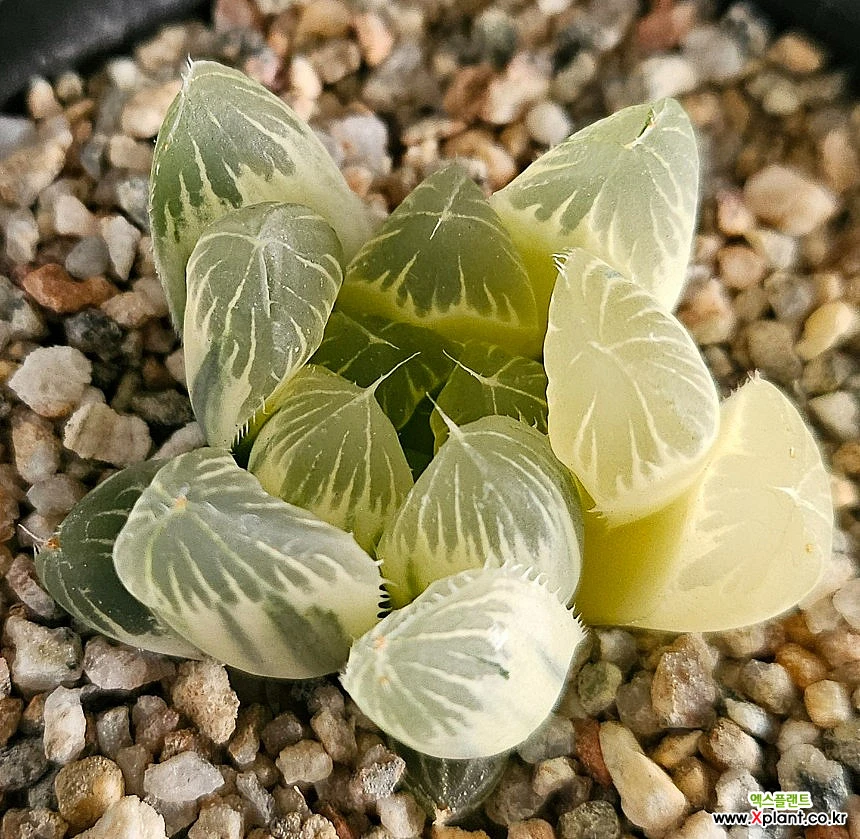 草冠 玉座 ×2 O-006】金小札緋威二枚胴具足 | 甲冑工房丸武