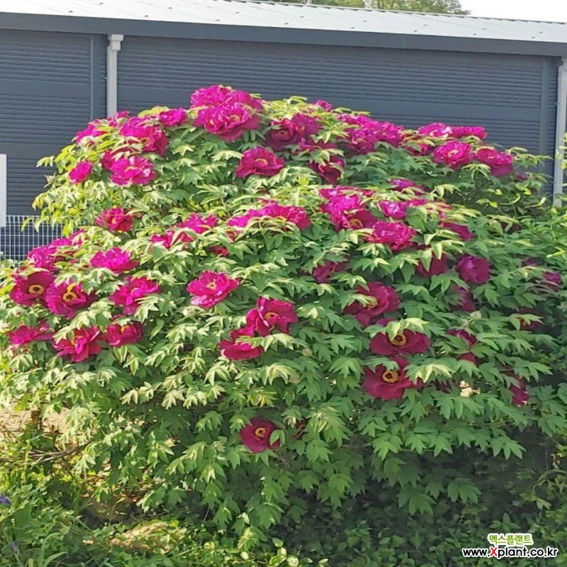 토종 목단(적색)-1주(묘목) : 꽃나무 묘목 - 엑스플랜트