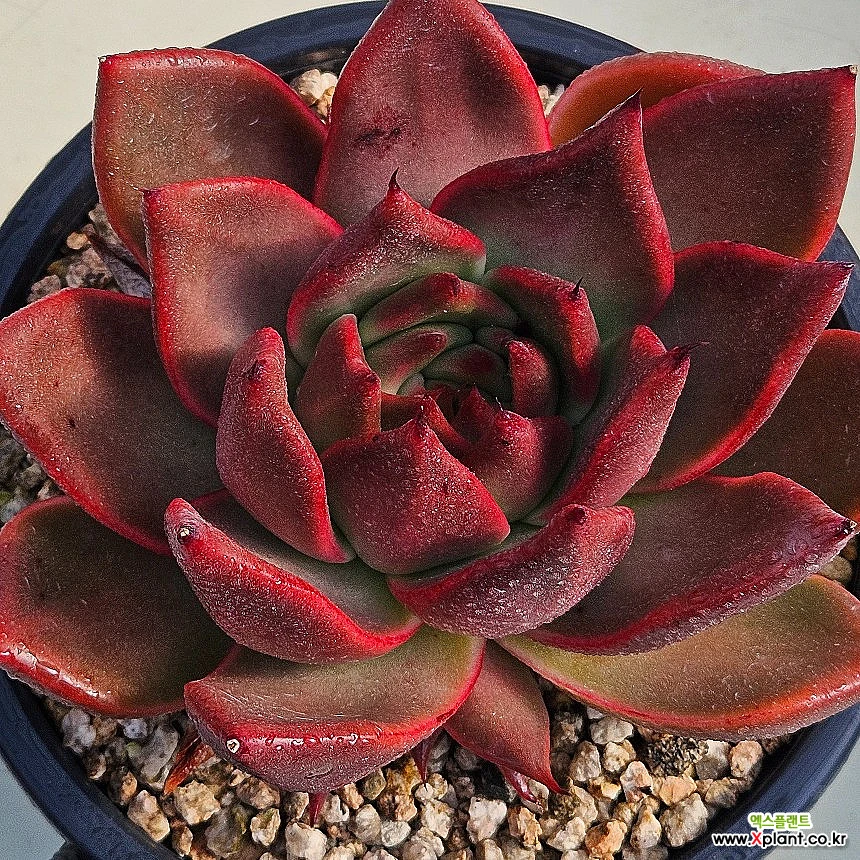 맥라이징1114-61 Succulents - Xplant