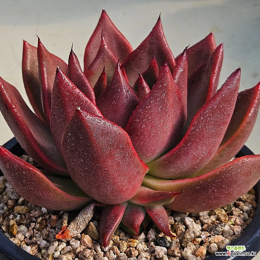 맥라이징1114-61 Succulents - Xplant