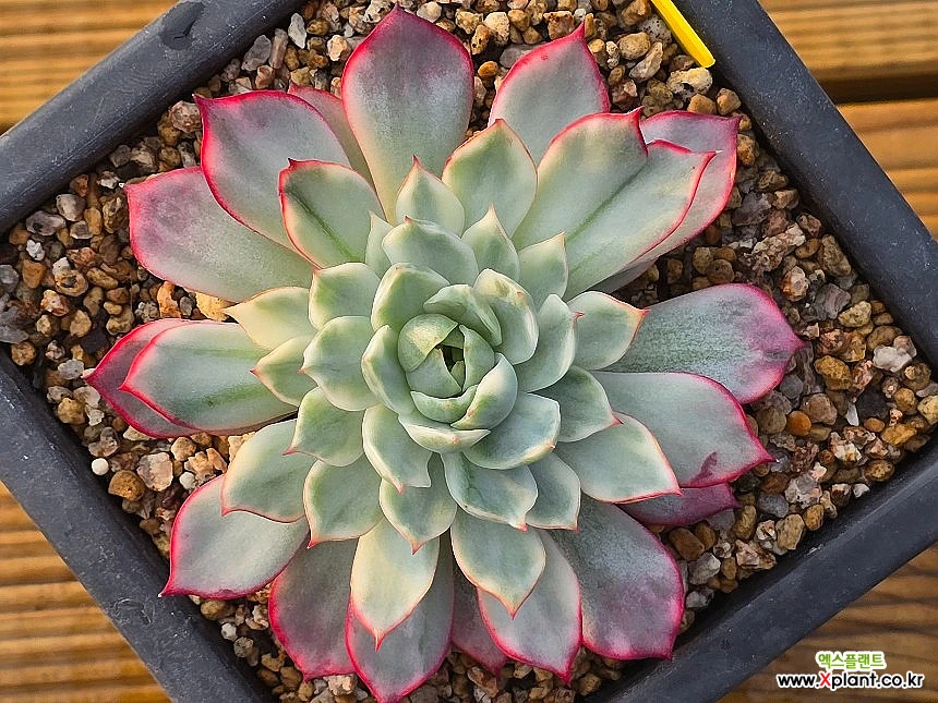 Echeveria Pink Dragon Variegated - Xplant