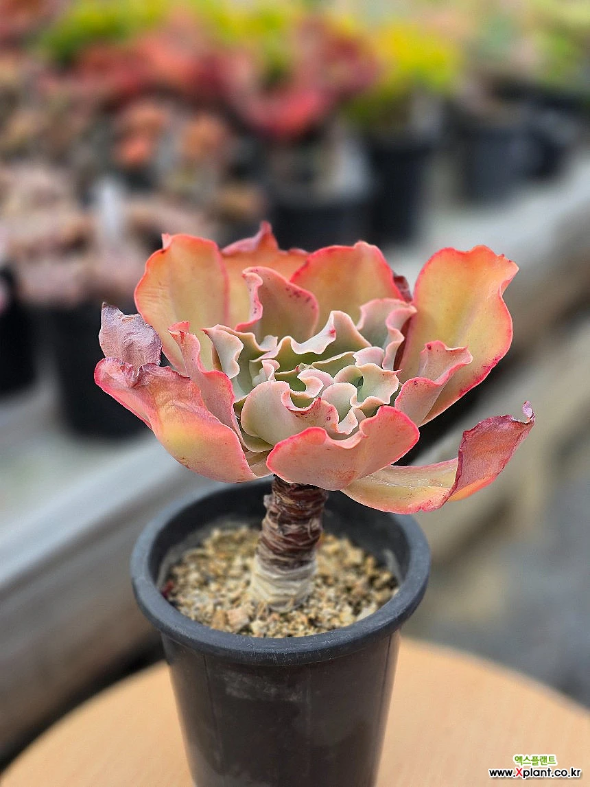高砂之翁 多肉植物 - Xplant