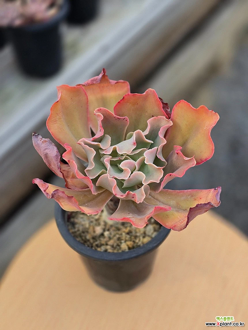 高砂之翁 多肉植物 - Xplant