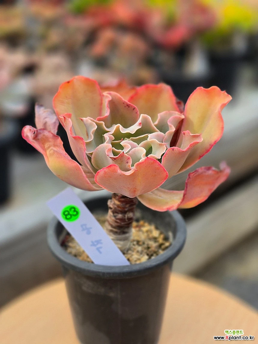 高砂之翁 多肉植物 - Xplant