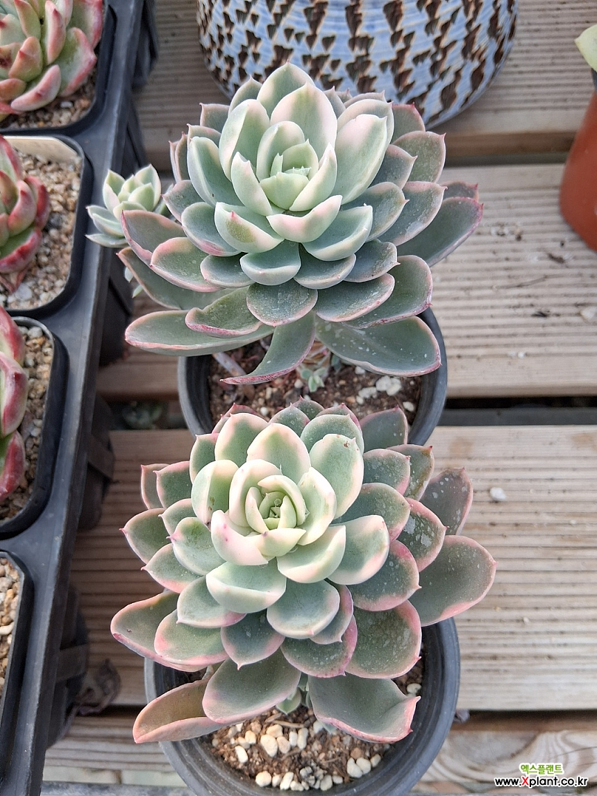 핑크베라금 (2개가격) : 다육식물 - 엑스플랜트