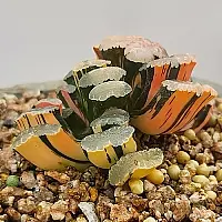 韓国多肉植物 Xplant - 韓国最大の多肉植物ウェブサイト