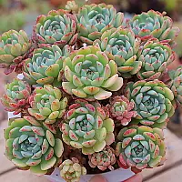 韓国多肉植物 Xplant - 韓国最大の多肉植物ウェブサイト