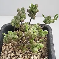 韓国多肉植物 Xplant - 韓国最大の多肉植物ウェブサイト