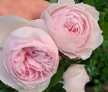 헤르초킨크리스티아나.사랑스런 크림 연핑크색.old rose 향기.꽃7-8cm.정원장미.월동가능.상태굿.