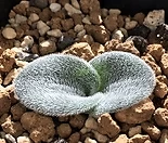 (씨앗5립)drimia platyphylla 희귀식물