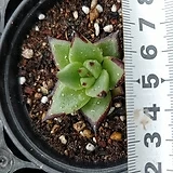 블랙킹