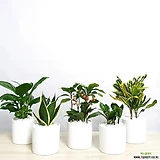 귀엽고 깜찍한 화이트 원형화분 실내 공기정화식물 반려식물 인테리어식물 선물용 내눈에 초록이를 선물해 보세요|