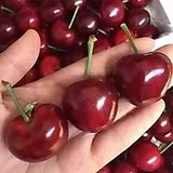 자가수정 체리나무 화분상품/ 라핀체리/cherry blossom