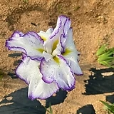 아이리스 투톤-붓꽃-덩어리 큰 묵은주-최고품보내드림