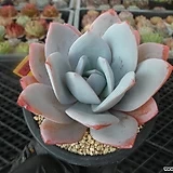 백련(Echeveria White Lotus)5-253