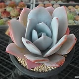 백련(Echeveria White Lotus)5-254