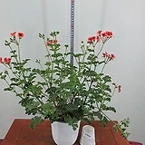 리갈제라늄 랜디 오렌지|Geranium/Pelargonium