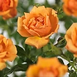 러블리장미.엠버넥타.old rose강함.예쁜오렌지색.꽃5-6cm.울타리정원장미.월동가능.|