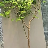 단풍나무, 전체높이 165cm 전후|